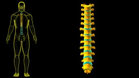 Human Skeleton Vertebral Column Thoracic Vertebrae Anatomy Illustrazione stock