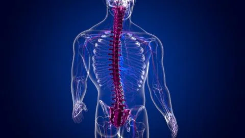 Human Skeleton Vertebral Column Vertebrae Anatomy Stock Illustration