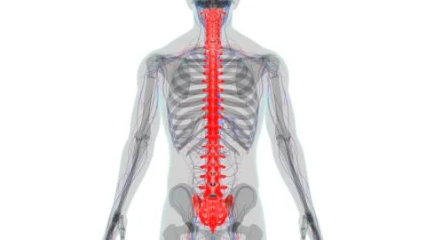 Human Skeleton Vertebral Column Vertebrae Anatomy Stock Illustration