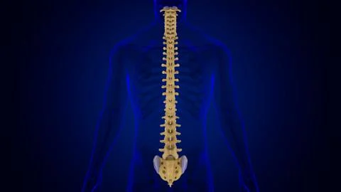 Human Skeleton Vertebral Column Vertebrae Anatomy Stock Illustration