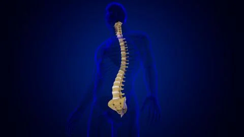 Human Skeleton Vertebral Column Vertebrae Anatomy Stock Illustration