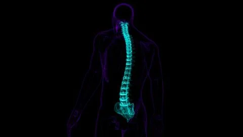 Human Skeleton Vertebral Column Vertebrae Anatomy Stock Illustration