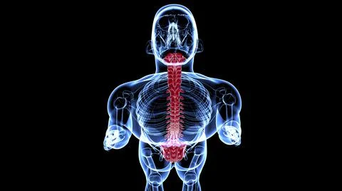 Human Skeleton Vertebral Column Vertebrae Anatomy Stock Illustration