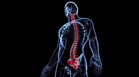 Human Skeleton Vertebral Column Vertebrae Anatomy Stock Illustration