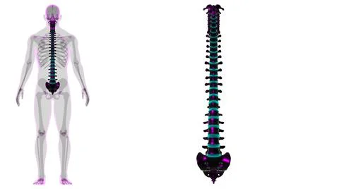 Human Skeleton Vertebral Column Vertebrae Anatomy Stock Illustration