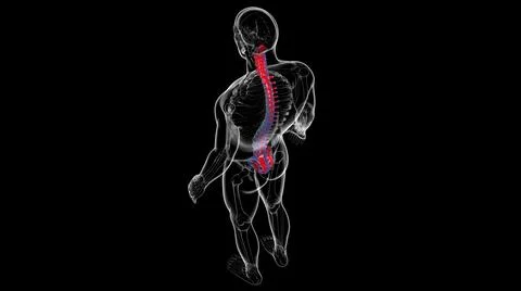 Human Skeleton Vertebral Column Vertebrae Anatomy Stock Illustration