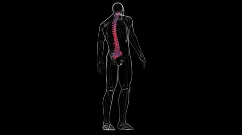 Human Skeleton Vertebral Column Vertebrae Anatomy Illustrazione stock