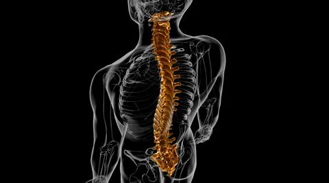 Human Skeleton Vertebral Column Vertebrae Anatomy 3D Ilustración de archivo