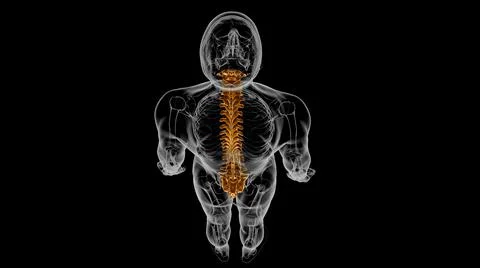 Human Skeleton Vertebral Column Vertebrae Anatomy 3D Stock Illustration