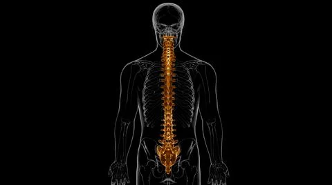 Human Skeleton Vertebral Column Vertebrae Anatomy 3D Stock Illustration