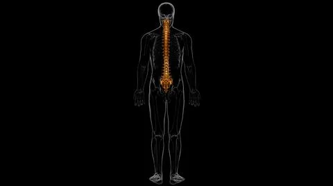 Human Skeleton Vertebral Column Vertebrae Anatomy 3D 库存插图