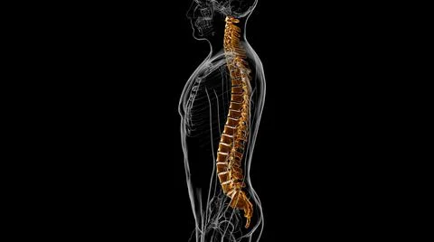 Human Skeleton Vertebral Column Vertebrae Anatomy 3D イラスト素材