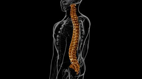 Human Skeleton Vertebral Column Vertebrae Anatomy 3D 库存插图