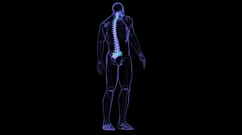 Human Skeleton Vertebral Column Vertebrae Anatomy 스톡 일러스트