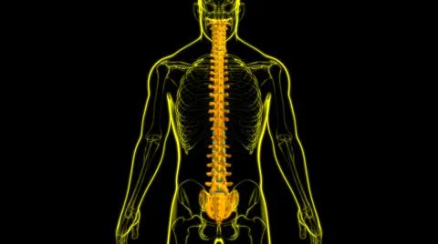Human Skeleton Vertebral Column Vertebrae Anatomy Stock Illustration