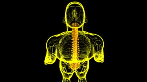 Human Skeleton Vertebral Column Vertebrae Anatomy Stock Illustration