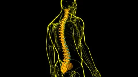 Human Skeleton Vertebral Column Vertebrae Anatomy Illustrazione stock