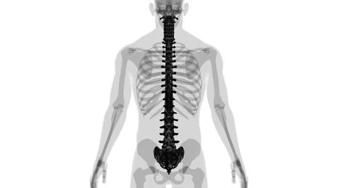 Human Skeleton Vertebral Column Vertebrae Anatomy Illustrazione stock