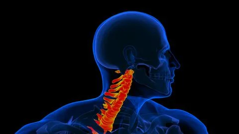 Human Skeleton Vertebral Column Vertebrae Anatomy 3d rendering Illustrazione stock