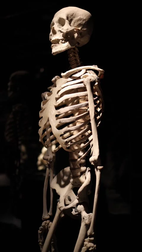 Human skeleton with visible bones Stock Footage 331233056