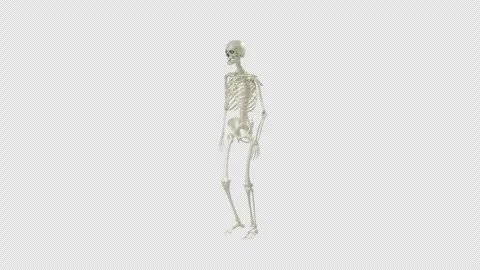 Human Skeleton Walking Perspective Alpha Stock-Footage 328629158