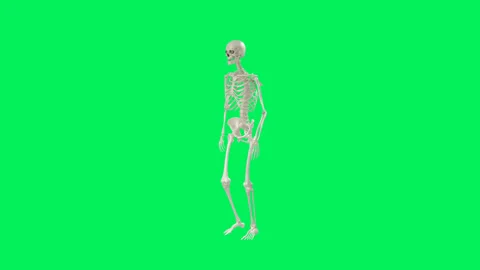 Human Skeleton Walking Perspective Green Screen Stock Footage 328629150