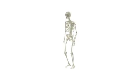Human Skeleton Walking Perspective White Background Stock Footage 328629139
