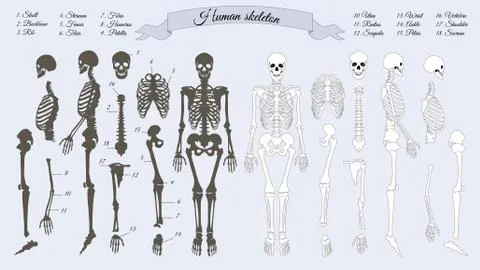 Human Skeleton. White and Black. Names of Bones Stock Illustration