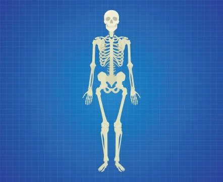 Human skeleton with white color single isolated vector graphic Stock Illustration