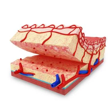 Human skin anatomy, artwork Stock Illustration
