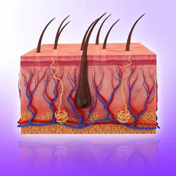 Human skin, artwork Stock Illustration