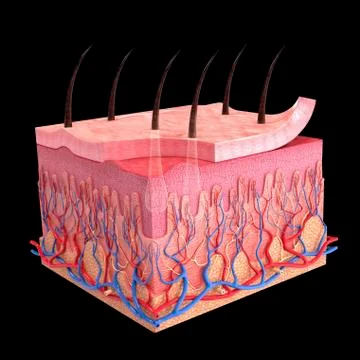 Human skin, artwork Stock Illustration