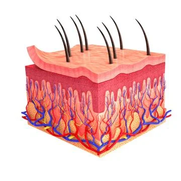 Human skin, artwork Stock Illustration