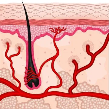 Human skin cells Stock Illustration