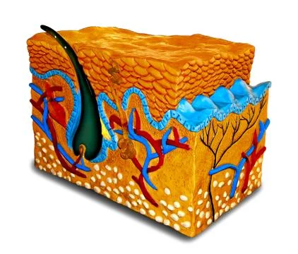 The human skin cross-section model Stock Photos