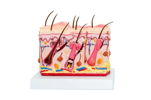 The Human Skin Cross-Section model. Detailed human skin structure with hair. Stock Photos