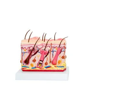 The Human Skin Cross-Section model. Detailed human skin structure with hair. Stock Photos