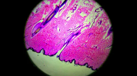 Human Skin Hair Follicle 400x 800x 1000x