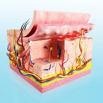 Human skin layer anatomy Stock Illustration