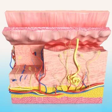 Human skin layer anatomy Illustrazione stock