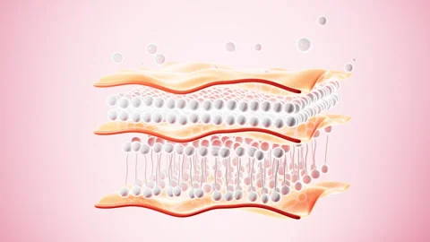 Human skin layer. Human skin cells.Used for cosmetics advertisements, skin .. Stock Footage 332175906