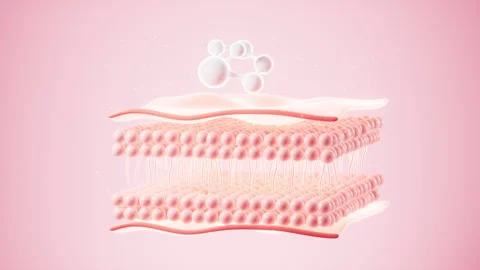 Human skin layer. Human skin cells.Used for cosmetics advertisements, skin .. Stock Footage 332346048