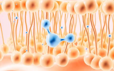 Human skin layer. Human skin cells.Used for cosmetics advertisements, skin .. Stock Illustration