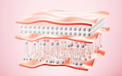 Human skin layer. Human skin cells.Used for cosmetics advertisements, skin .. Stock Illustration