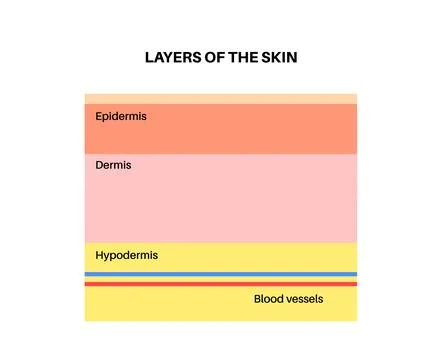 Human skin layers Stock Illustration