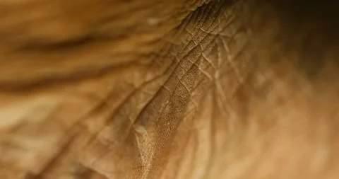 Human Skin Macro Shot Stock-Footage 327344552