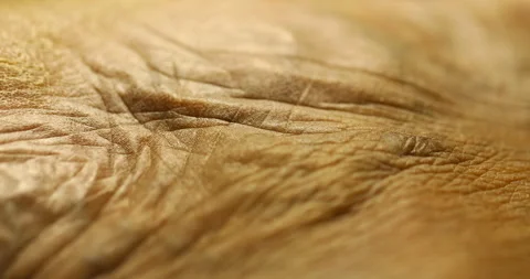 Human Skin Macro Shot Stock Footage 327344647