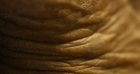 Human Skin Macro Shot 스톡 동영상 327345508