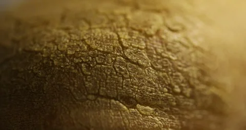 Human Skin Macro Shot Stock-Footage 327345516