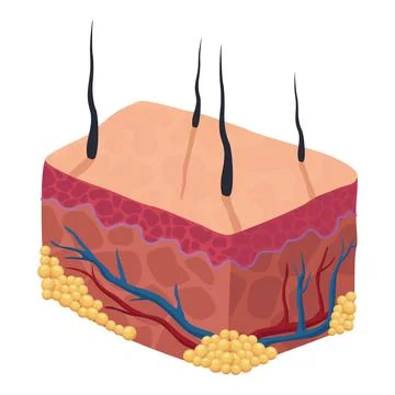 Human skin tissues Stock Illustration